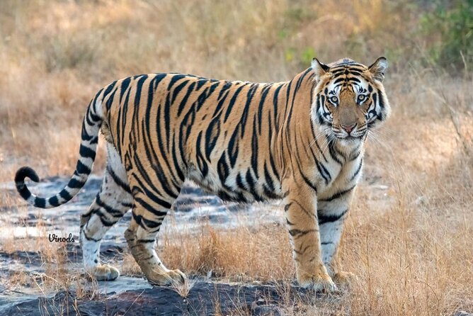 05 Days - Private Luxury Golden Triangle Tour with Ranthambore - Key highlights to look forward to