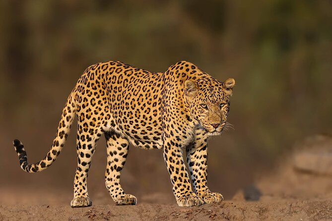 05 Days - Private Luxury Golden Triangle Tour with Ranthambore - Guides and on-the-road flow: The part you feel every day