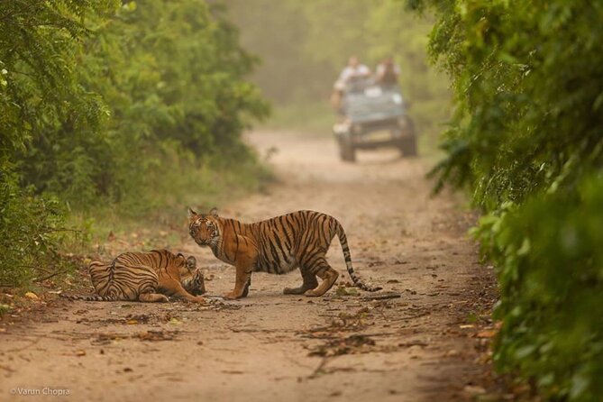 05 Days - Private Luxury Golden Triangle Tour with Ranthambore - Who should book this Golden Triangle plus Ranthambore tour