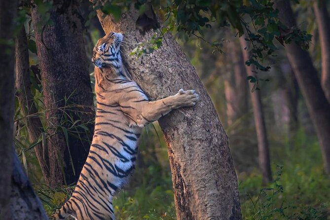 05 Days - Private Luxury Golden Triangle Tour with Ranthambore - Day 2 in Agra: Sunrise Taj Mahal and Agra Fort
