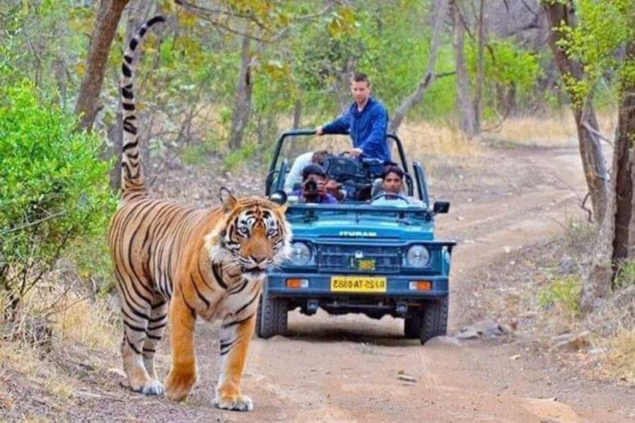06 Days Golden Triangle Tour with Ranthambore Safari - Key highlights worth your attention