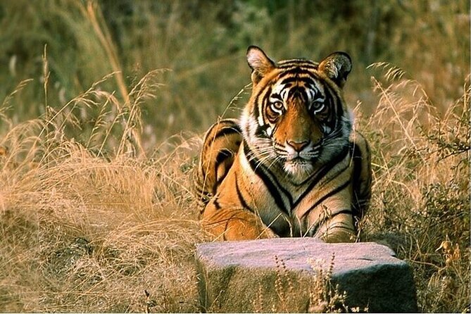 08 Days Golden Triangle Tour with Ranthambore and Jhalana Safari - Key Things I’d Cling To Before Booking