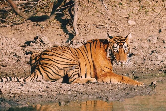 08 Days Golden Triangle Tour with Ranthambore and Jhalana Safari - Day 1 in Delhi: Gurudwara Bangla Sahib and a Calm Start