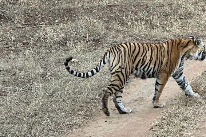 08 Days Golden Triangle Tour with Ranthambore and Jhalana Safari - Sunrise Taj Mahal on Day 4, Then Fatehpur Sikri and Chand Baori
