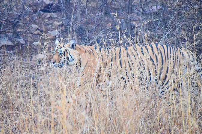 12-Days - Splendors of Golden Triangle & Rajasthan - Ranthambore Day 5: two chances to spot tigers
