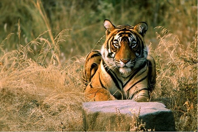 14 Days Golden Triangle with Wildlife Safari & Heritage Rajasthan - The value of a private Golden Triangle plus safari focus