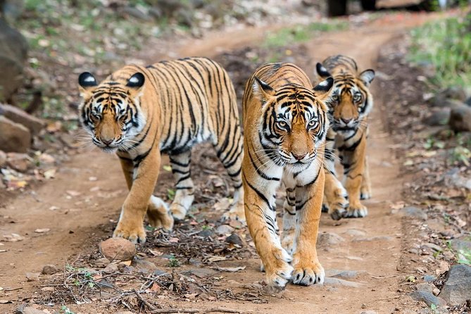 2-Day Ranthambore Safari with Sunrise view of Taj Mahal - Key things to know before you go