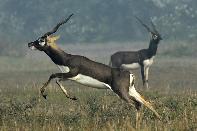 2-Day Ranthambore Safari with Sunrise view of Taj Mahal - Itmad-ud-Daulah as your Agra follow-up