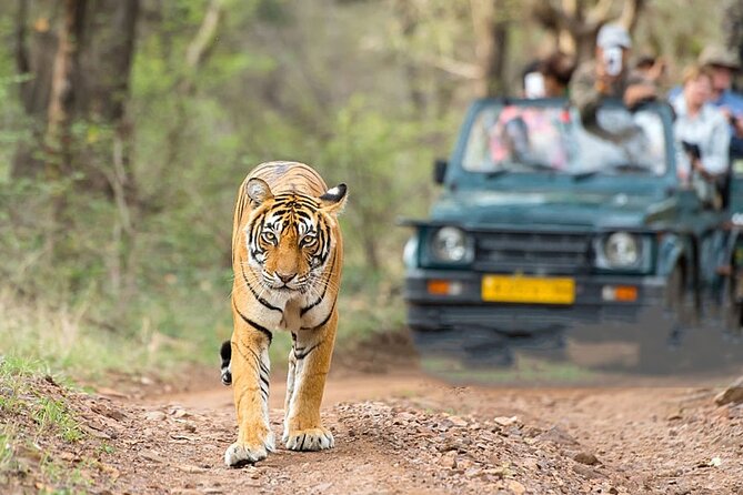 2-Day Ranthambore Safari with Sunrise view of Taj Mahal - Ranthambore at 6:00 AM, what a safari morning feels like