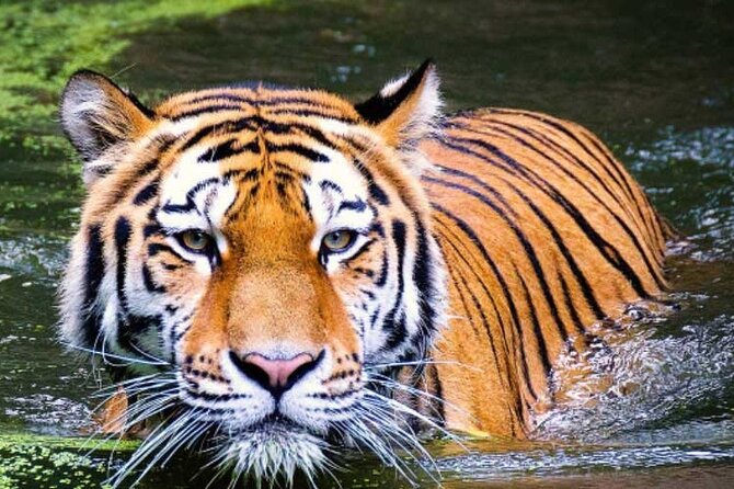 2-Day Ranthambore Safari with Sunrise view of Taj Mahal - Agra breakfast stop, then time to see the sights