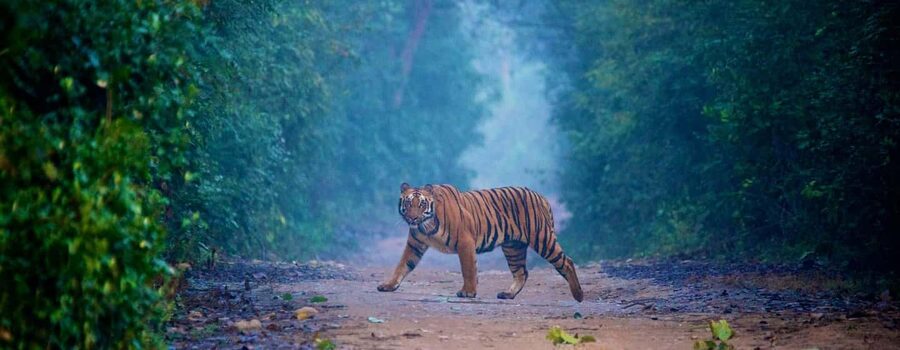 3- Day Jim Corbett National Park Tour - Why Jim Corbett works well for a 3-day wildlife reset