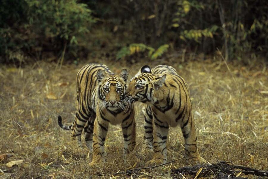 3- Day Jim Corbett National Park Tour - Day 1 evening safari: what you’re really hunting for