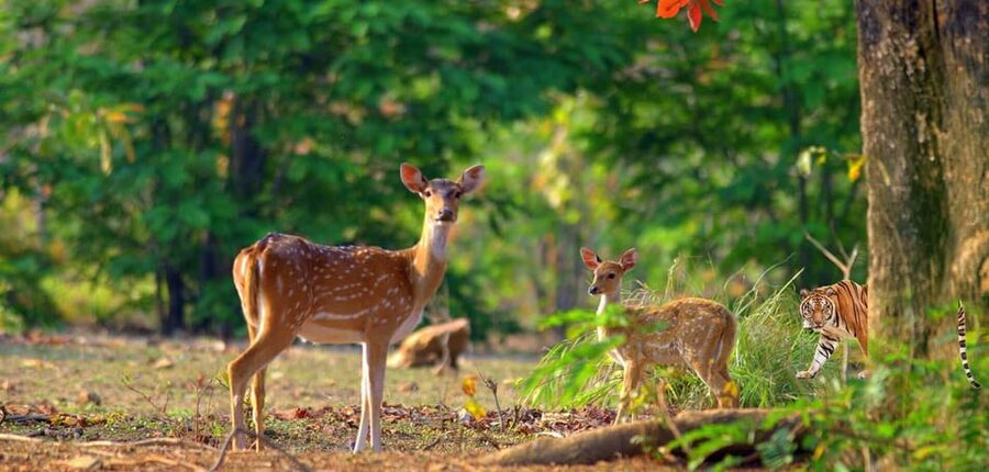 3- Day Jim Corbett National Park Tour - Your resort base: clean, comfortable, but expect tradeoffs