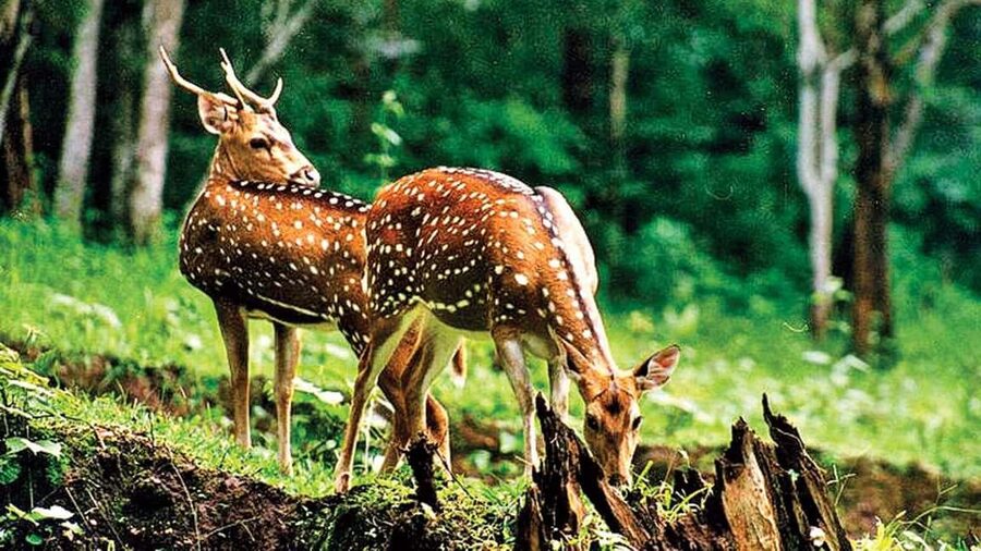 3- Day Jim Corbett National Park Tour - What the guide and naturalist add to your safari time
