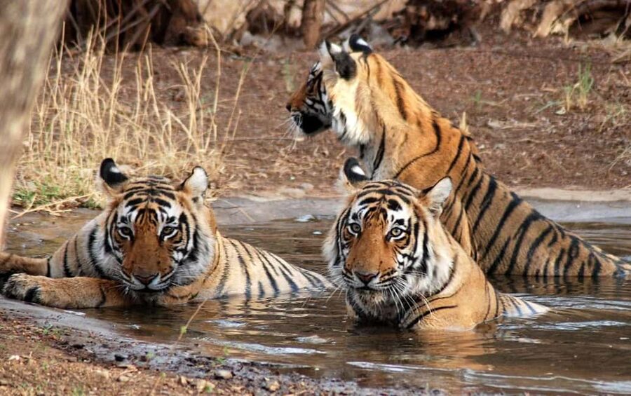 3- Day Jim Corbett National Park Tour - Delhi to Jim Corbett: private AC comfort, realistic road time