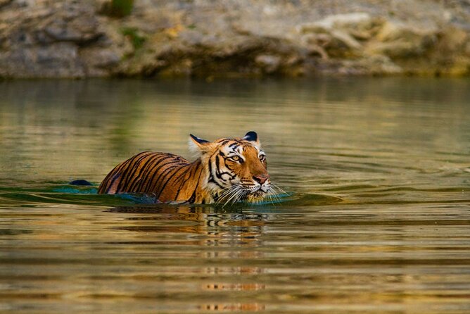 3-Day Private Ranthambhore Tiger Tour Including Delhi, Agra, Jaipur - Price and value: where $515.50 fits in