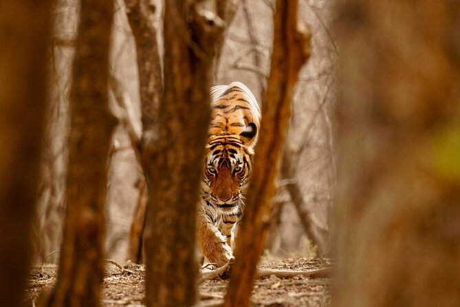 3-Day Private Ranthambhore Tiger Tour Including Delhi, Agra, Jaipur - Day 1: Agra by 2:30am, Taj Mahal sunrise, then on to Ranthambhore