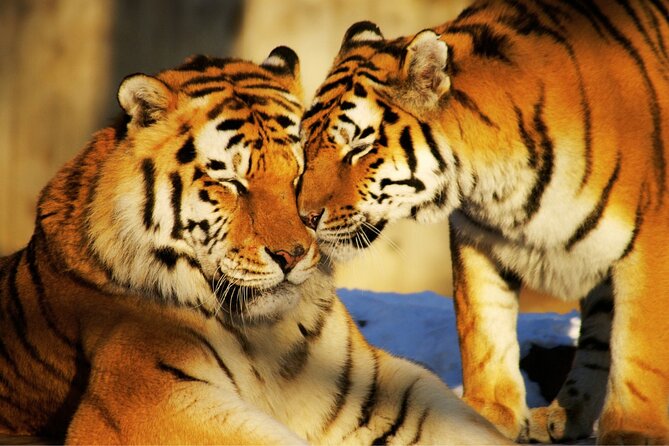 4 Day Golden Triangle Tour with Ranthambore Tiger Tour - Day 1 in Delhi: big landmarks, quick photo time, good orientation