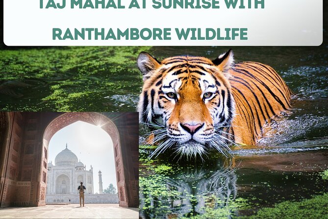 4 Day Golden Triangle Tour with Ranthambore Tiger Tour - Day 2 into Day 3: the handoff to Ranthambore for tiger country