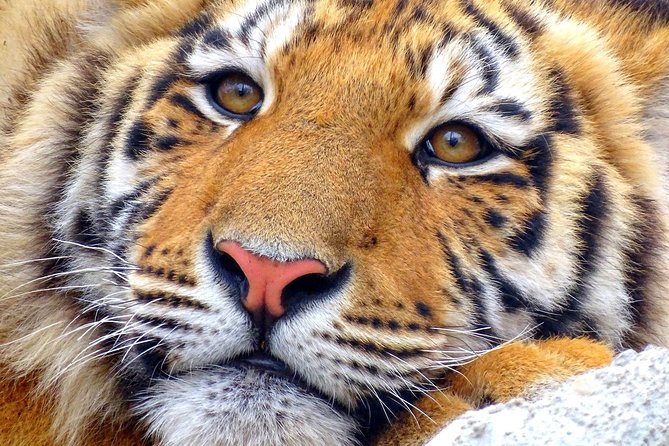 4 Day Golden Triangle with Ranthambore Tiger Safari Tour from Delhi - Ranthambore safari day: shared jeep or canter, assigned zones, and tiger luck math