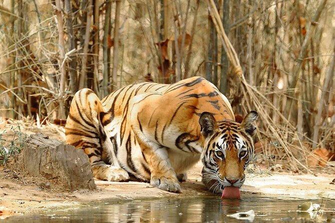 4-Day Private Delhi, Agra & Jaipur with Ranthambore Tiger Safari - Delhi Day 1: Qutub Minar, Lotus Temple, Chandni Chowk Lunch, and the Mughal Power Stops
