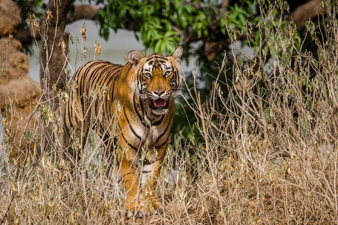 4-Day Private Ranthambhore Tiger Tour Including Delhi, Agra and Jaipur - Day 3 drive to Jaipur: the pink city, but with tiger energy still in your head