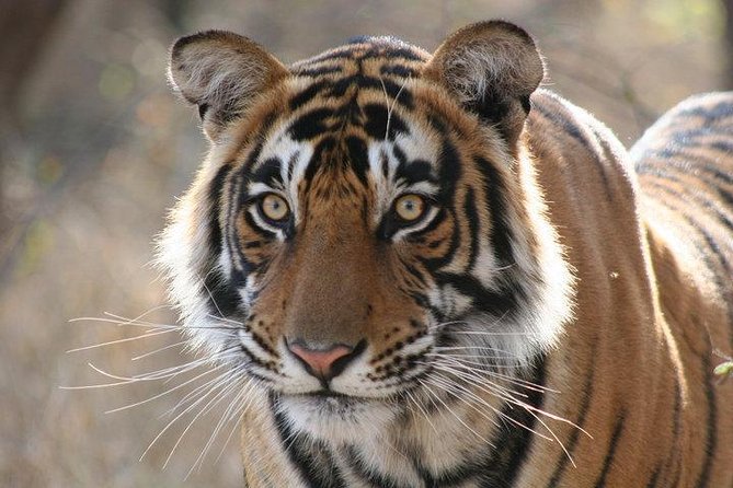 4-Day Ranthambore Tiger Safari Tour to Agra and Jaipur from Delhi - The real value: a first-timer-friendly India sprint