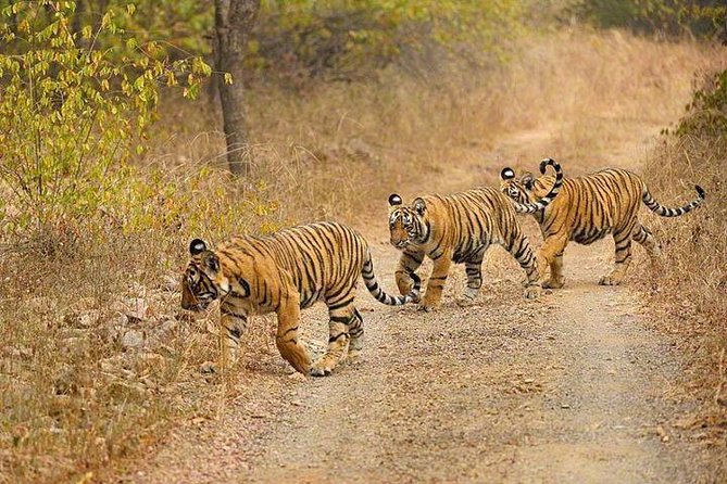 4-Day Ranthambore Tiger Safari Tour to Agra and Jaipur from Delhi - Sunrise Taj Mahal: the best plan, with a few real-world rules