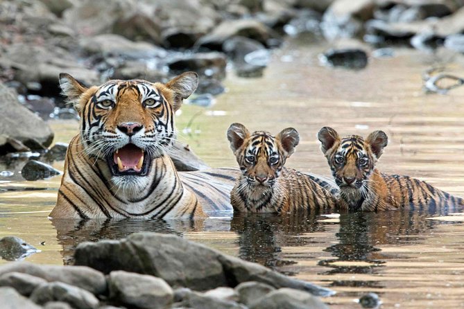 4 Days Golden Triangle Tour with Ranthambore from Delhi - Hotels, breakfasts, and the real value of the $299 price