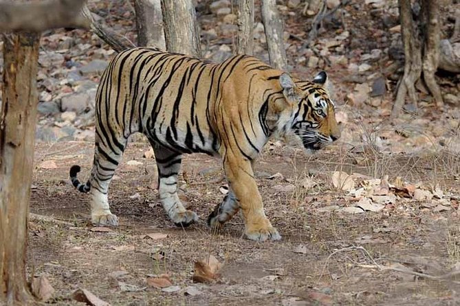 4 Days Golden Triangle Tour with Ranthambore from Delhi - Tickets and timing: the few things that can trip you up
