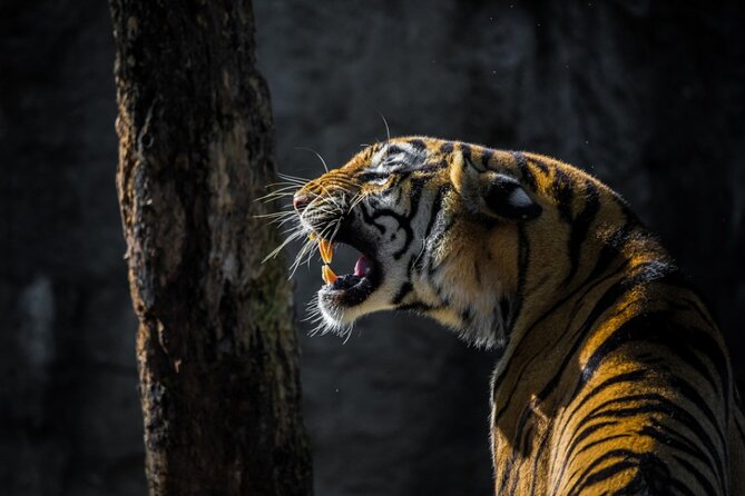 4-Days Golden Triangle Tour with Ranthambore Safari from Delhi - Key points to know before you go
