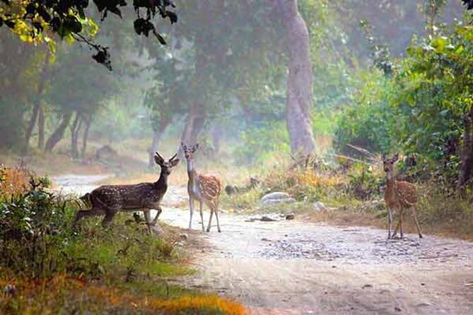 5-Day Golden Triangle Delhi Agra Jaipur Tour with Leopard Safari - Day 5: Back to Delhi, clean and simple