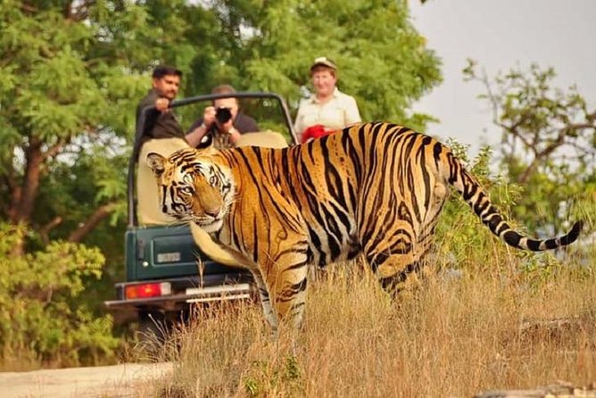 5-Day Private Delhi, Agra and Jaipur with Ranthambhore Tiger Tour From Delhi - Why this Golden Triangle plus Ranthambore route makes sense