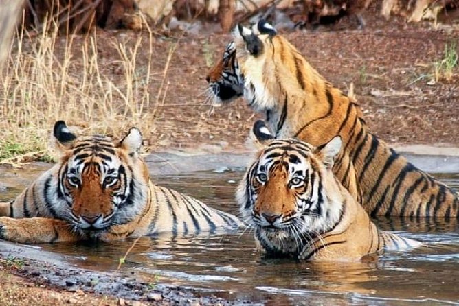 5-Day Private Delhi, Agra and Jaipur with Ranthambhore Tiger Tour From Delhi - Price and what you are really paying for ($697.20 per person)
