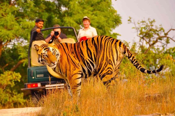 5 Days Golden Triangle Tour with Ranthambore Delhi Agra Jaipur - Golden Triangle With Ranthambore: The Real Value Setup