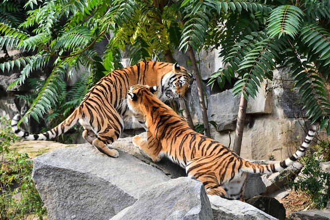 5 Days Golden Triangle Tour with Ranthambore(Delhi Agra Jaipur Ranthambore Tour) - What Guides and Support Look Like in Real Life