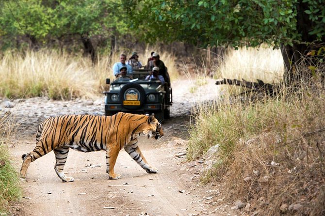 5 Days Golden Triangle Tour with Ranthambore Tiger Safari - Day 3: Ranthambore Tiger Safari, 6 to 9 AM, 3 to 4 Hours in the Park
