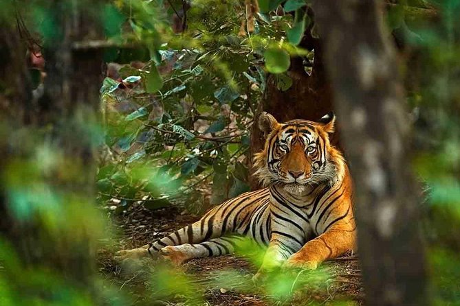 5 Days Golden Triangle Tour with Ranthambore Tiger Safari - Day 4 in Jaipur: Amber Palace, Hillside Views, and a Private City Day
