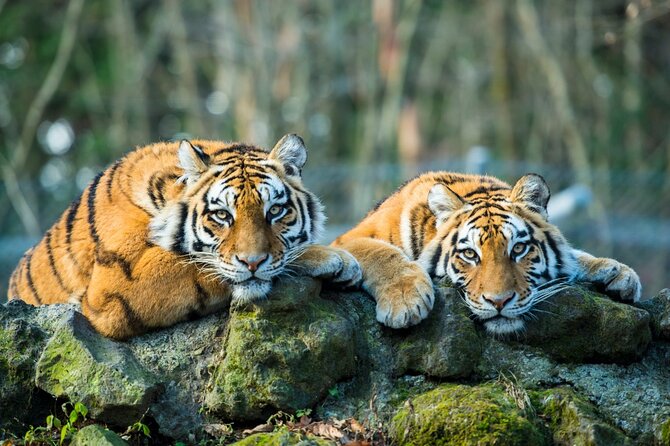 5 Days Golden Triangle with Ranthambore (Delhi Agra Jaipur Ranthambore Tour) - How the timing works: early mornings, long transfers, realistic expectations