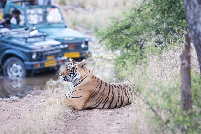 5 Nights 6 Days Golden Triangle Tour With Ranthambore - Key highlights to know before you go