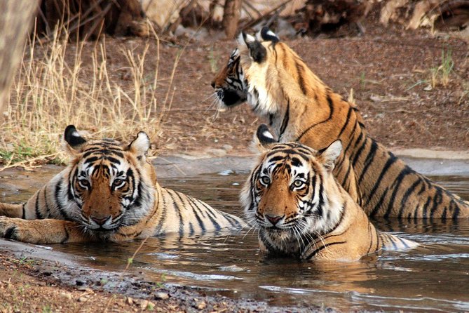 6 Days Golden Triangle Tour with Ranthambore: Delhi Agra Jaipur Ranthambore Tour - Route Value: What You’re Really Paying For
