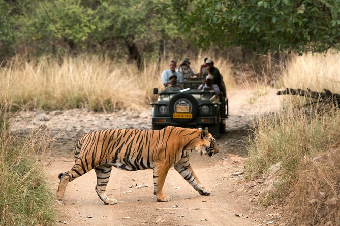 6 Days Golden Triangle Tour with Ranthambore: Delhi Agra Jaipur Ranthambore Tour - Ranthambore Arrival: A Long Drive, Then an Afternoon Safari