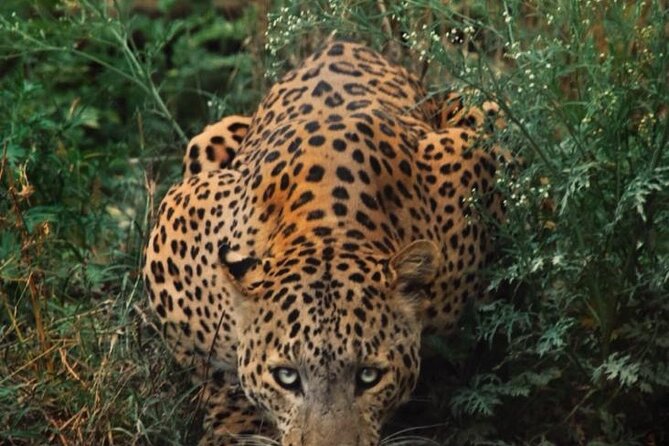 6-Days Golden Triangle Tour With Ranthambore & Jhalana Safari - How the Golden Triangle + safari mix works in 6 days