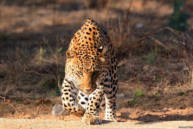 6-Days Golden Triangle Tour With Ranthambore & Jhalana Safari - Day 2 sunrise Taj Mahal plus Agra Fort and the Baby Taj loop