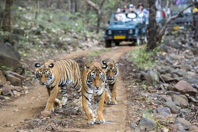 6 Days Golden Triangle with Ranthambore & Varanasi Tour - Key things I’d focus on before you go