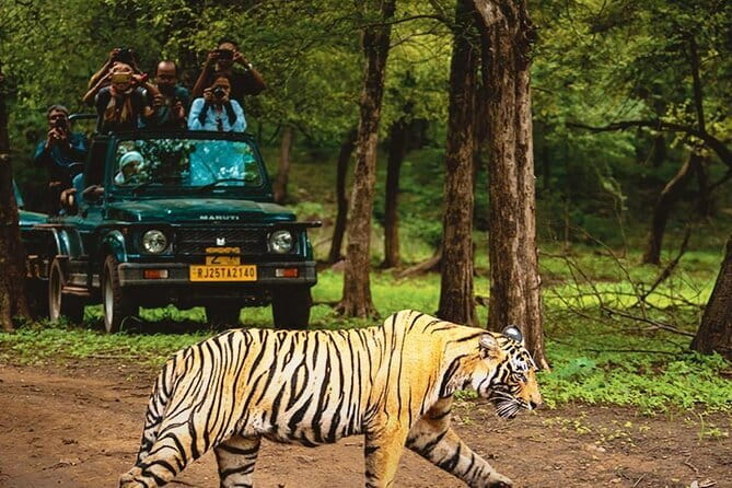 6 Days Golden Triangle with Ranthambore & Varanasi Tour - Ranthambore National Park safari: when early starts pay off