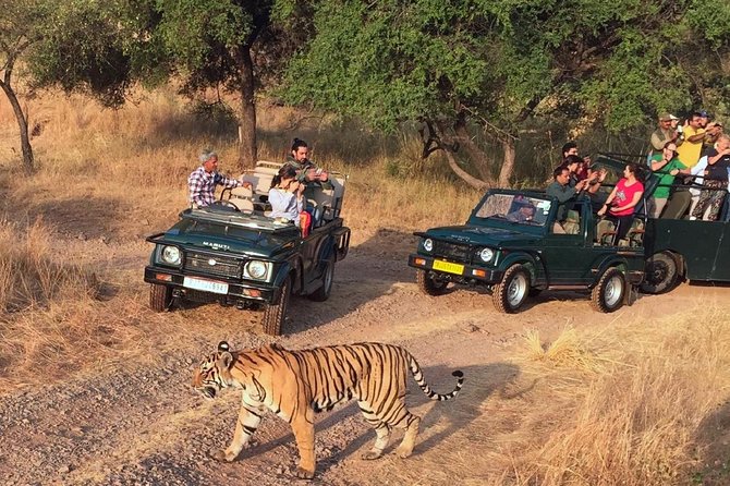 7-Day Golden Triangle & Ranthambore Tiger Safari from Delhi - A week that hits Delhi, Jaipur, Agra, and Ranthambore