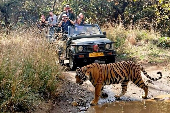 7-Day Golden Triangle Tour with Ranthambore Tiger Safari - Day 1 in Delhi: arrival support and an easy start