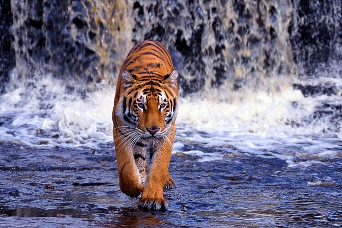 7 Day Golden Triangle Tour with Ranthambore Tiger Tour - Sunrise Taj Mahal on Day 3: why the early start matters