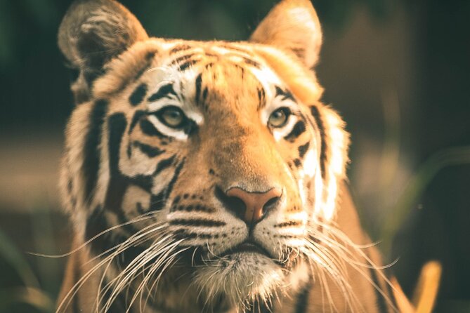 7 Day Golden Triangle Tour with Ranthambore Tiger Tour - Agra Day 2: Fort and a sunset viewing spot for the Taj Mahal